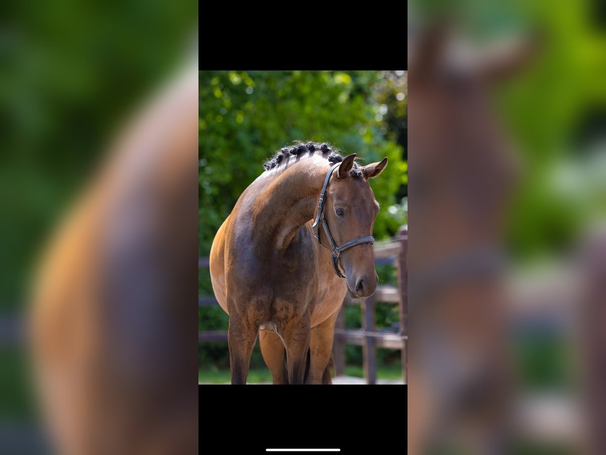 KWPN Mare 3 years 15,3 hh Brown in Goch