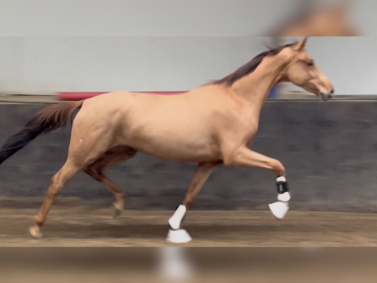 KWPN Mare 3 years 15,3 hh Chestnut-Red in Rees