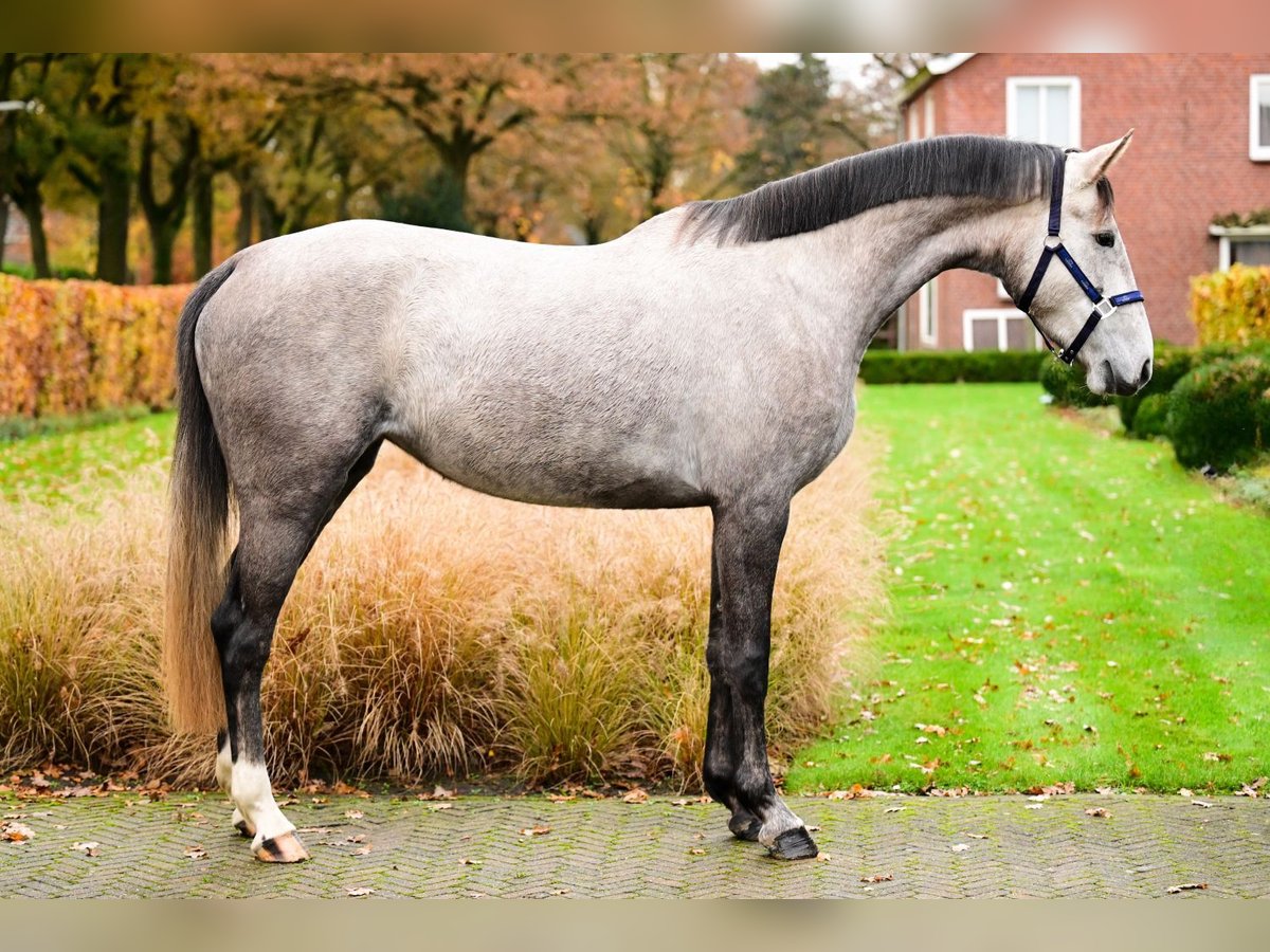 KWPN Mare 3 years 15,3 hh Gray in Bladel