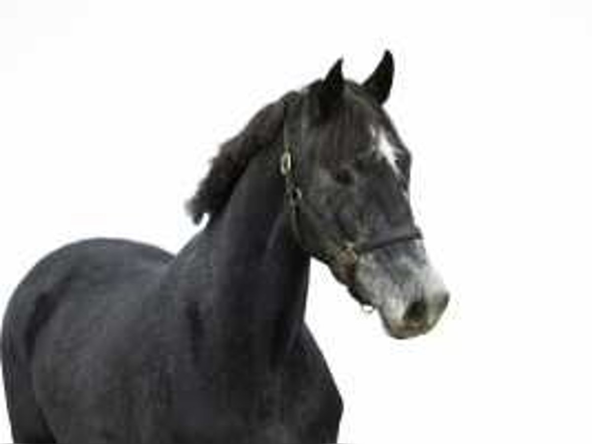 KWPN Mare 3 years 15,3 hh Smoky-Black in Waddinxveen