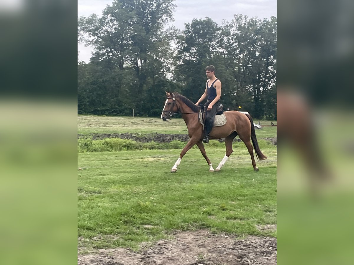KWPN Mare 3 years 15,1 hh Chestnut-Red in Langerak