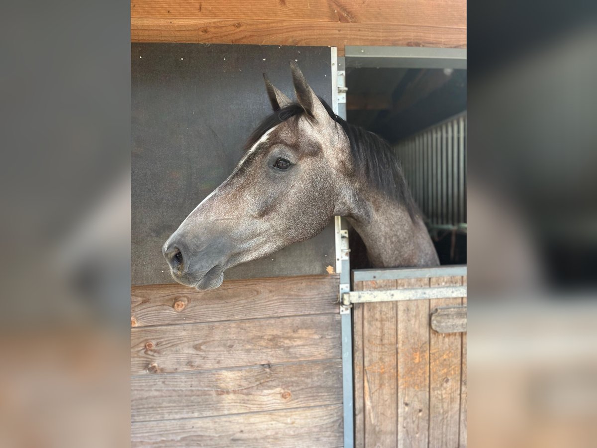 KWPN Mare 3 years 15,1 hh Grey in Nijverdal
