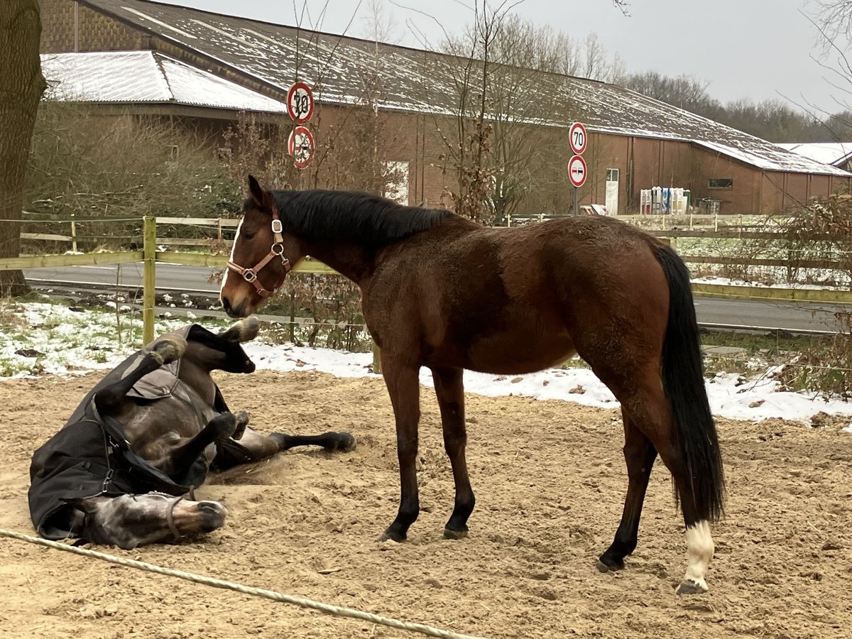 KWPN Mare 3 years 15,2 hh Brown in Sögel