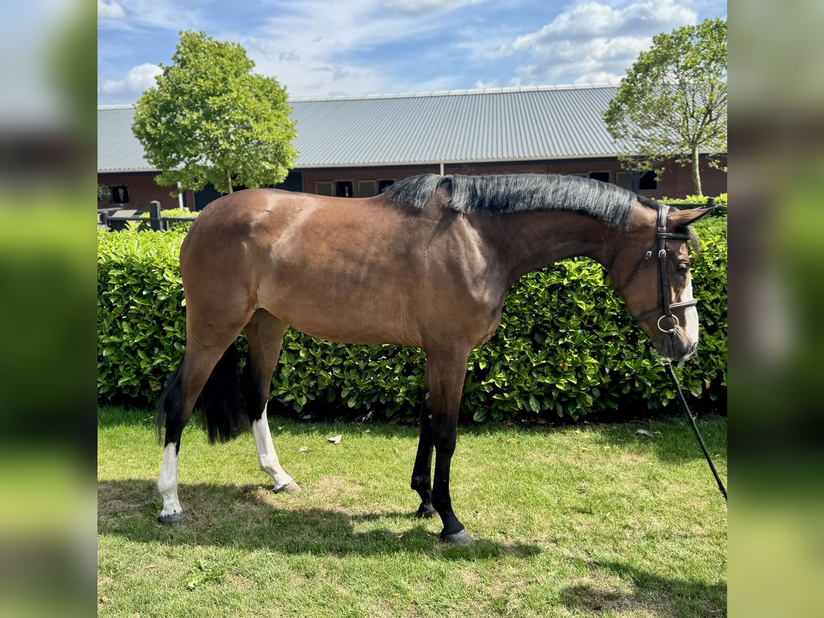 KWPN Mare 3 years 15,3 hh Brown in Liessel