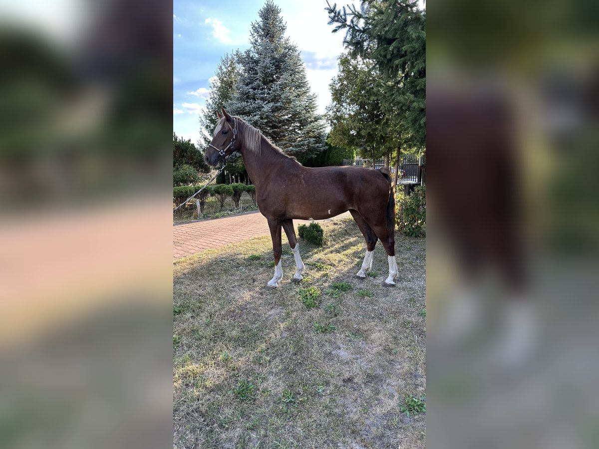 KWPN Mare 3 years 15,3 hh Chestnut in Grodzisk Mazowiecki