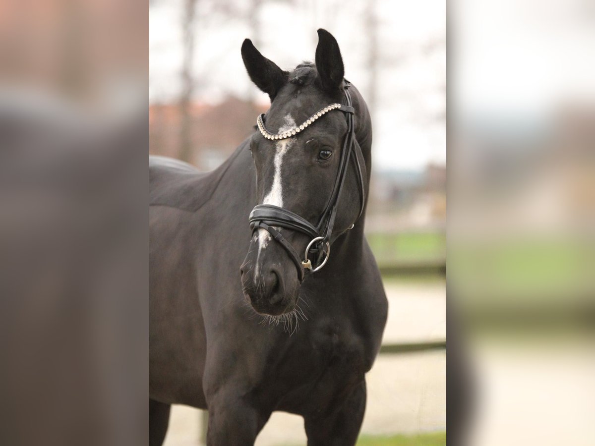 KWPN Mare 3 years 16,1 hh Black in Xanten