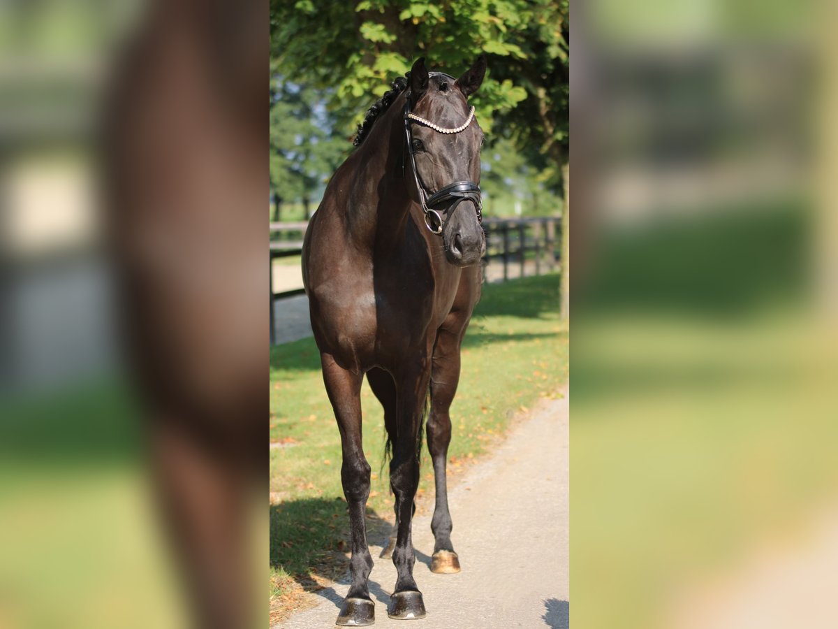 KWPN Mare 3 years 16,1 hh Black in Xanten