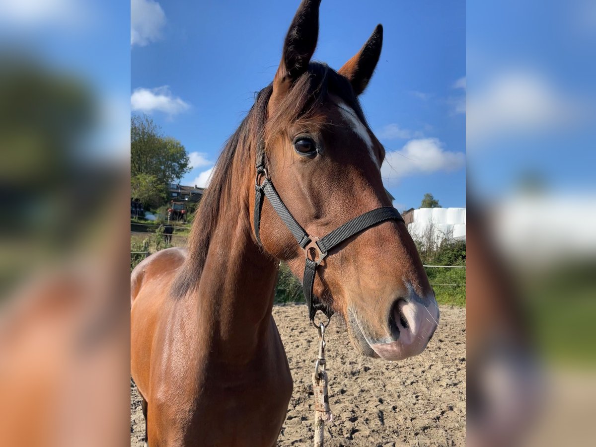 KWPN Mare 3 years 16,1 hh Brown in Kerkrade