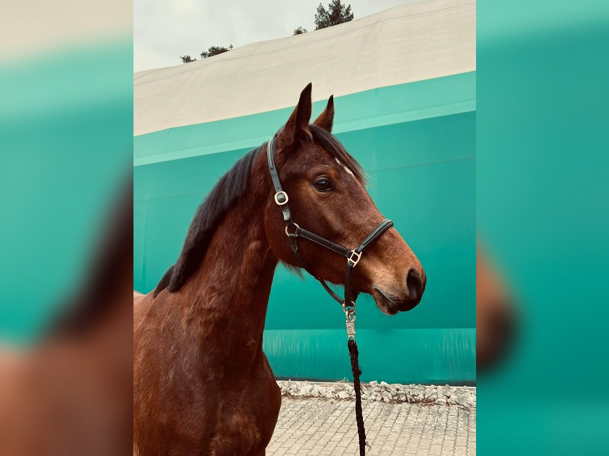 KWPN Mare 3 years 16,1 hh Brown in Pleinfeld