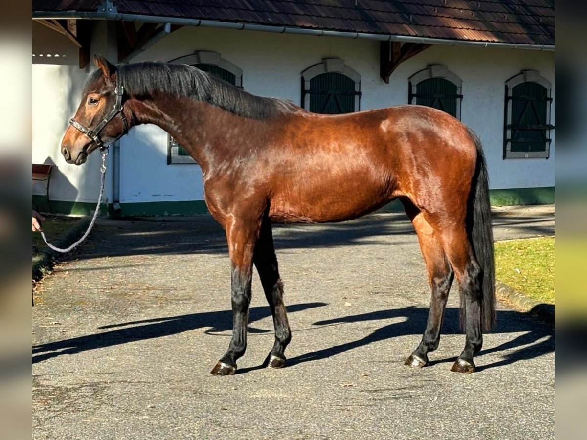 KWPN Mare 3 years 16,1 hh Brown in Halbenrain