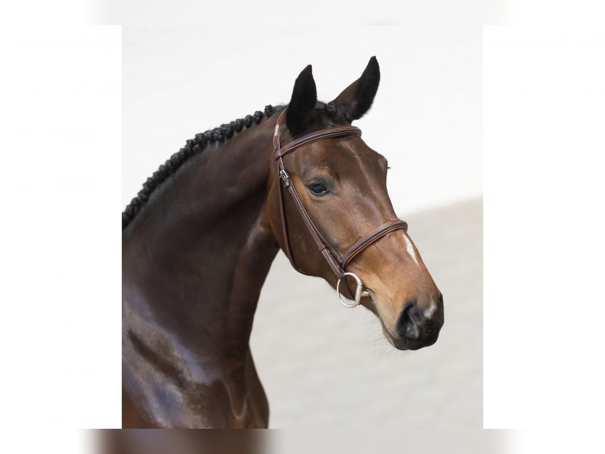 KWPN Mare 3 years 16,1 hh Brown in Heerde