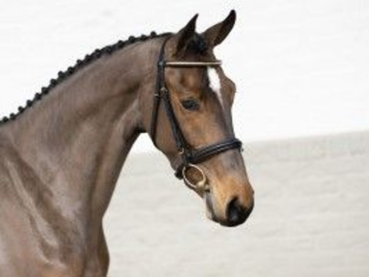 KWPN Mare 3 years 16,1 hh Brown in Heerde