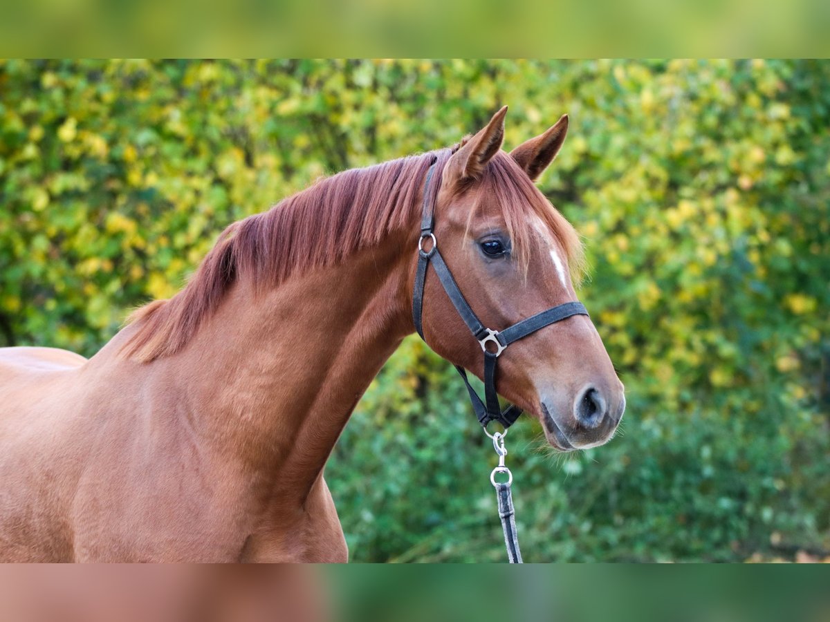 KWPN Mare 3 years 16,1 hh Chestnut-Red in Lienen