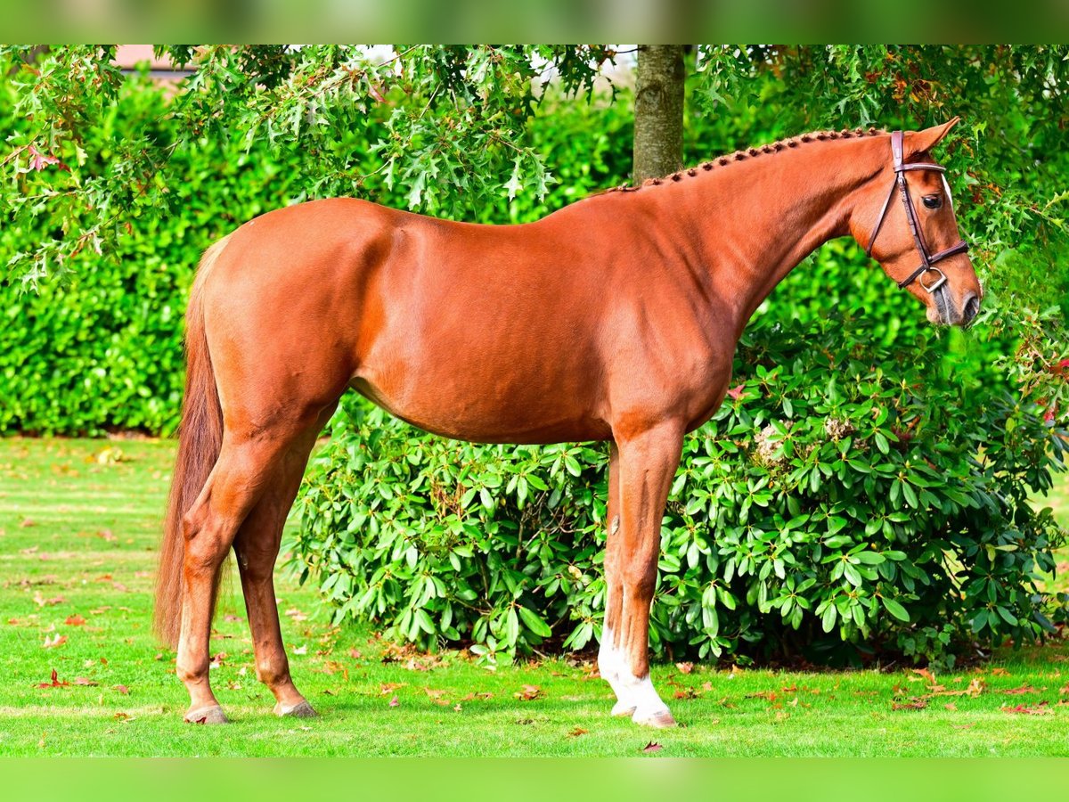 KWPN Mare 3 years 16,1 hh Chestnut-Red in Bladel