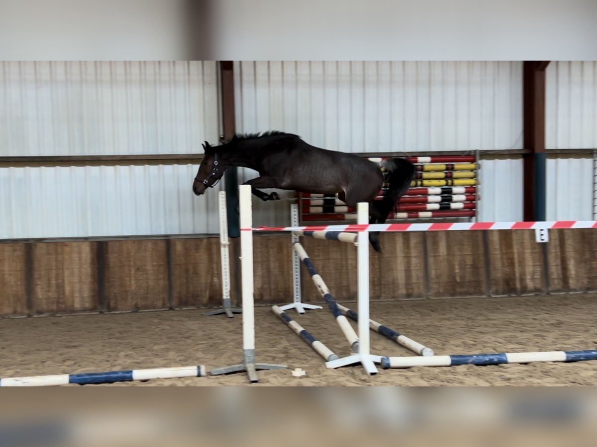 KWPN Mare 3 years 16,1 hh in Oud Gastel