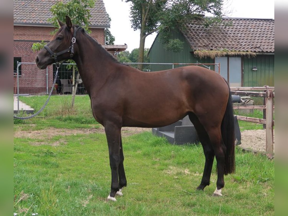 KWPN Mare 3 years 16,2 hh Bay-Dark in Oss