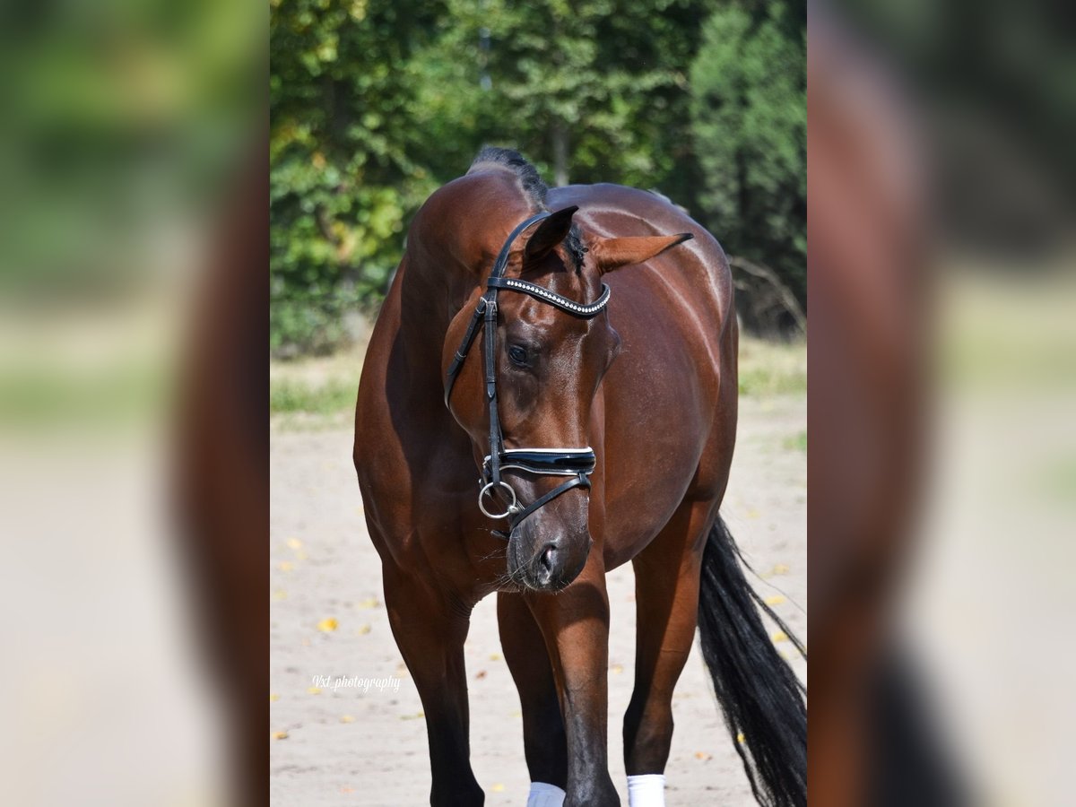 KWPN Mare 3 years 16,2 hh Brown in Prinsenbeek