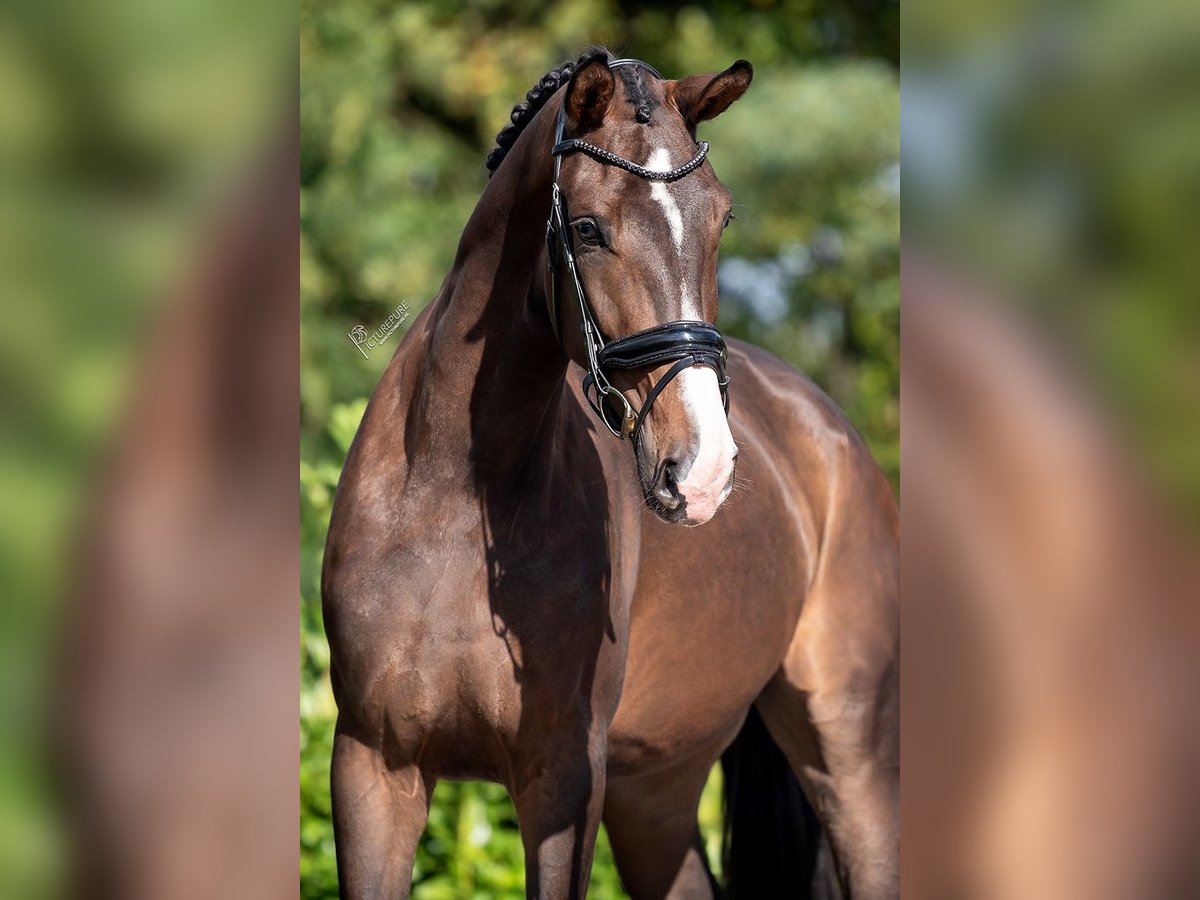 KWPN Mare 3 years 16,2 hh Brown in RG