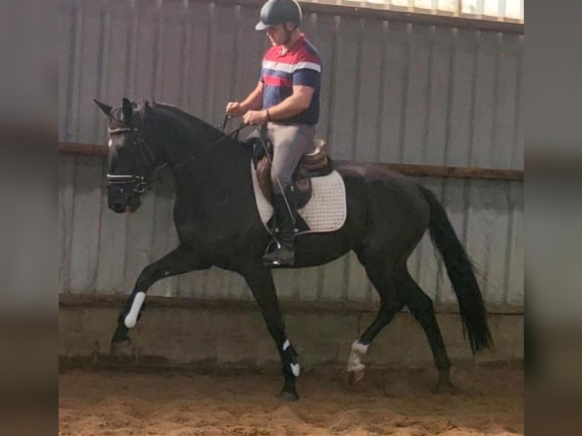 KWPN Mare 3 years 16,3 hh Black in Oosterhout