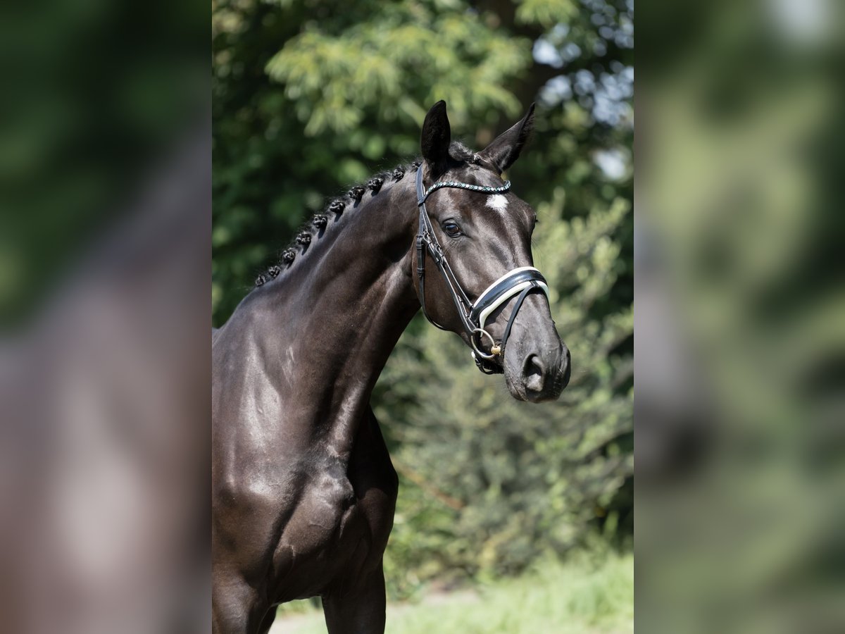 KWPN Mare 3 years 16,3 hh Black in Oosterhout