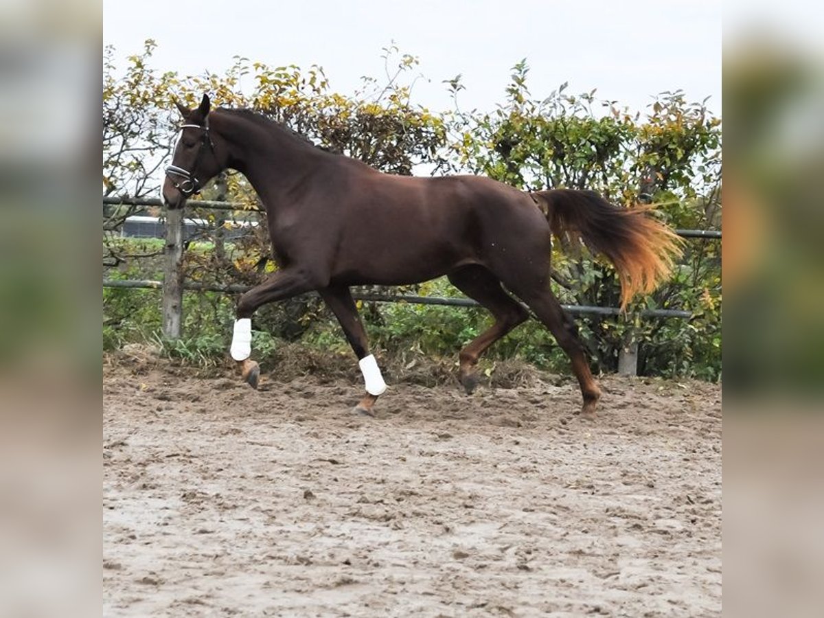 KWPN Mare 3 years 16,3 hh Chestnut in Prinsenbeek