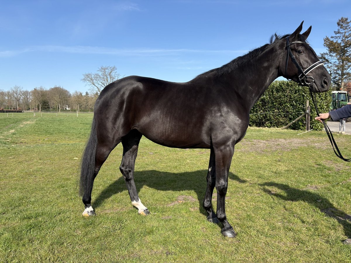 KWPN Mare 3 years 16 hh Bay-Dark in Wapenveld