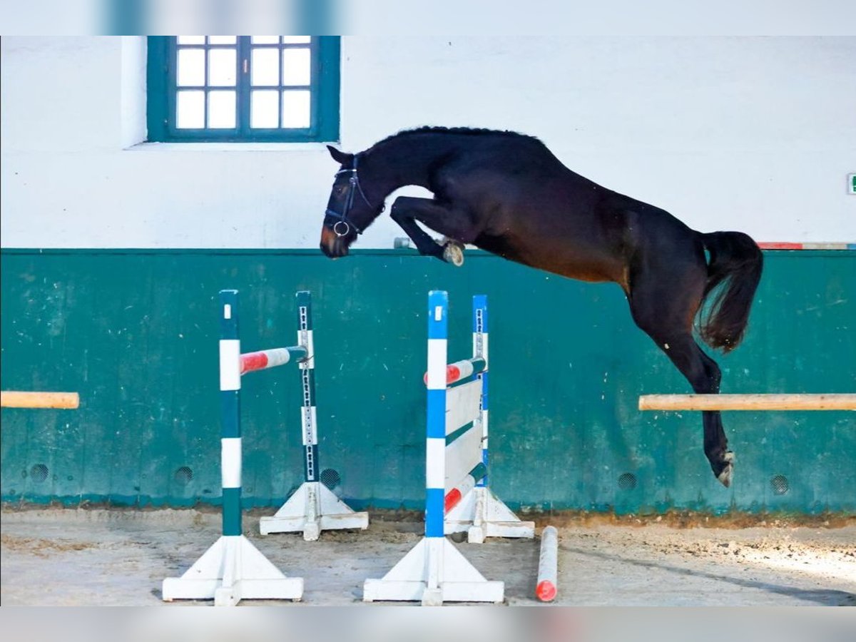 KWPN Mare 3 years 16 hh Bay-Dark in Torokbalint