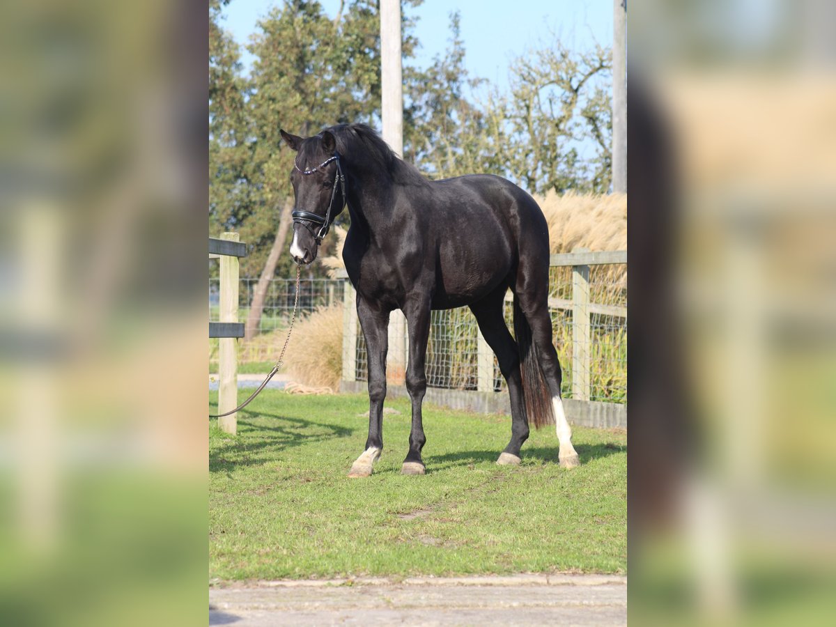 KWPN Mare 3 years 16 hh Black in Groot-Ammers