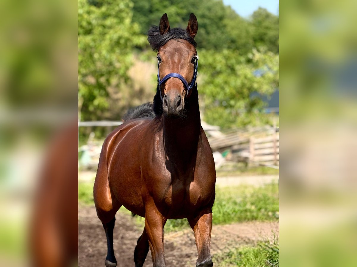 KWPN Mare 3 years 16 hh Brown in Mill