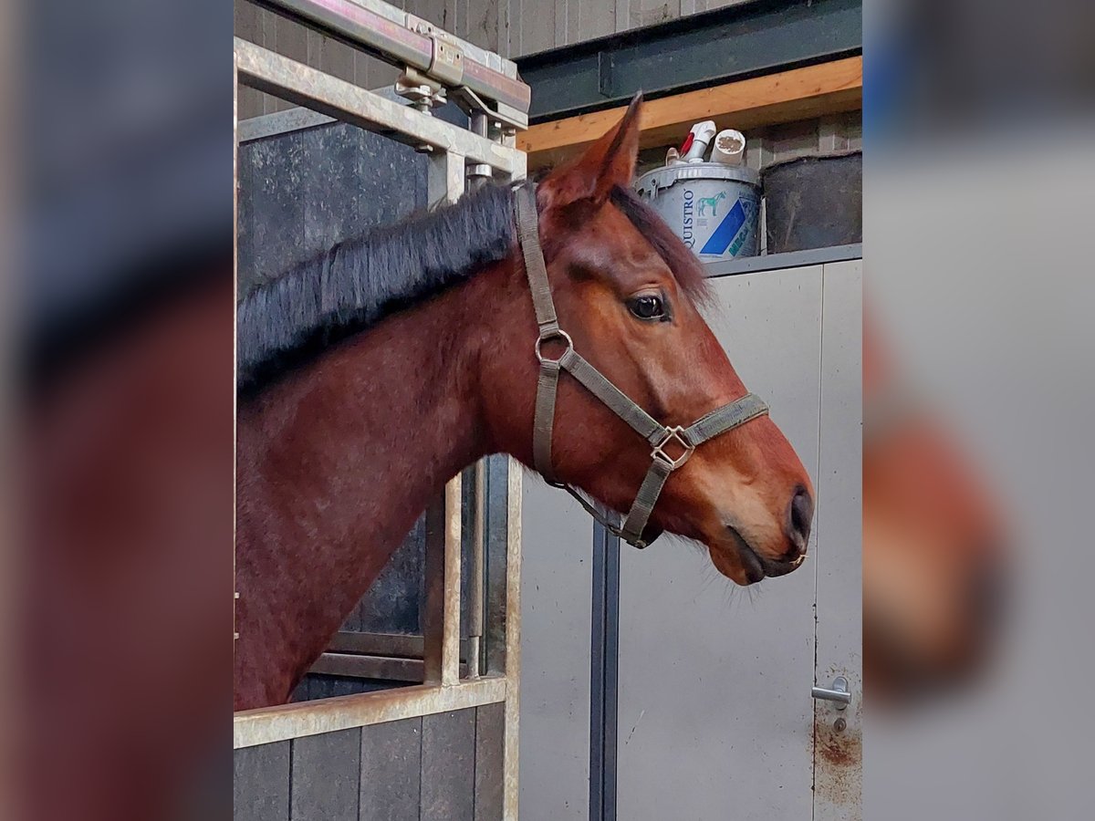 KWPN Mare 3 years 16 hh Brown in Mill