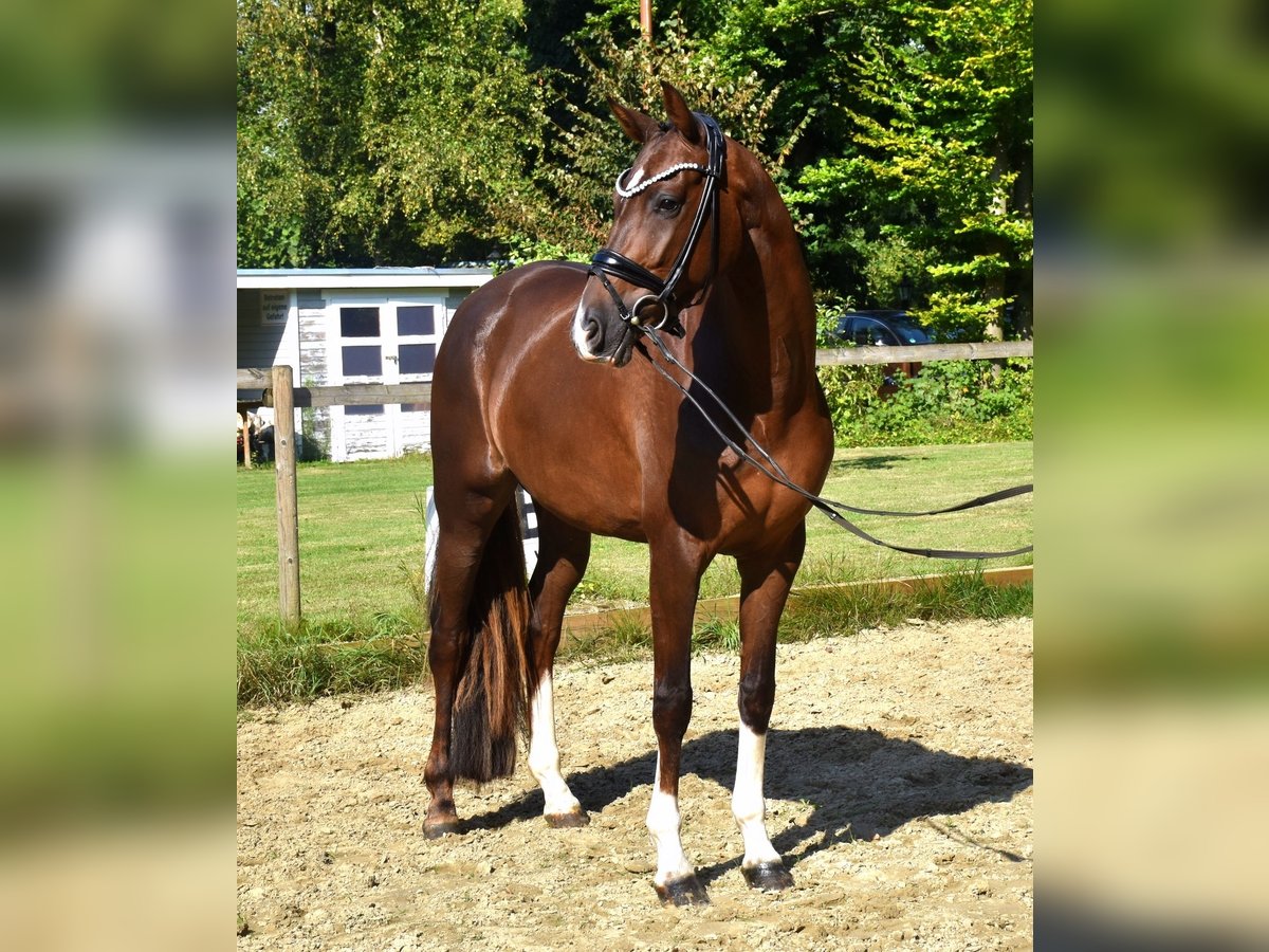 KWPN Mare 3 years 16 hh Chestnut in Neuss