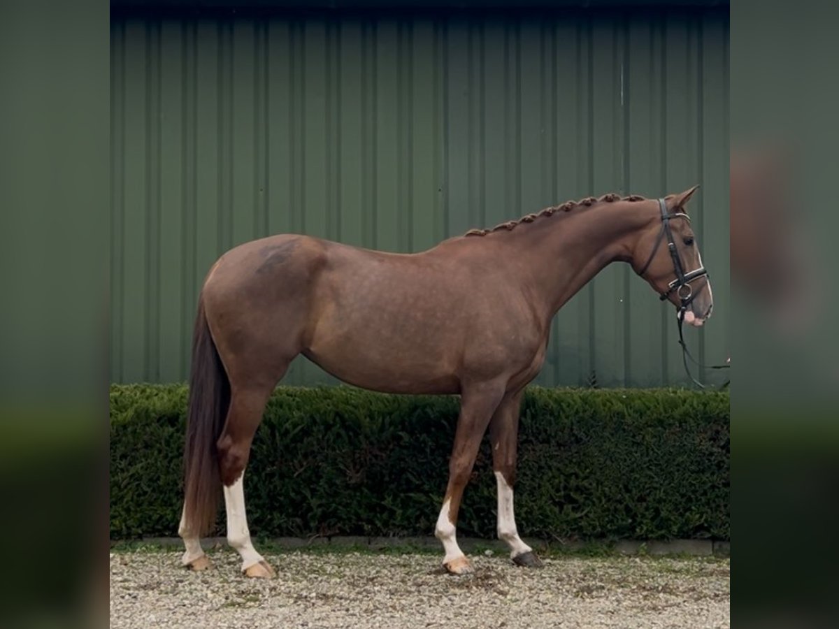 KWPN Mare 3 years 16 hh Chestnut-Red in Oud Gastel