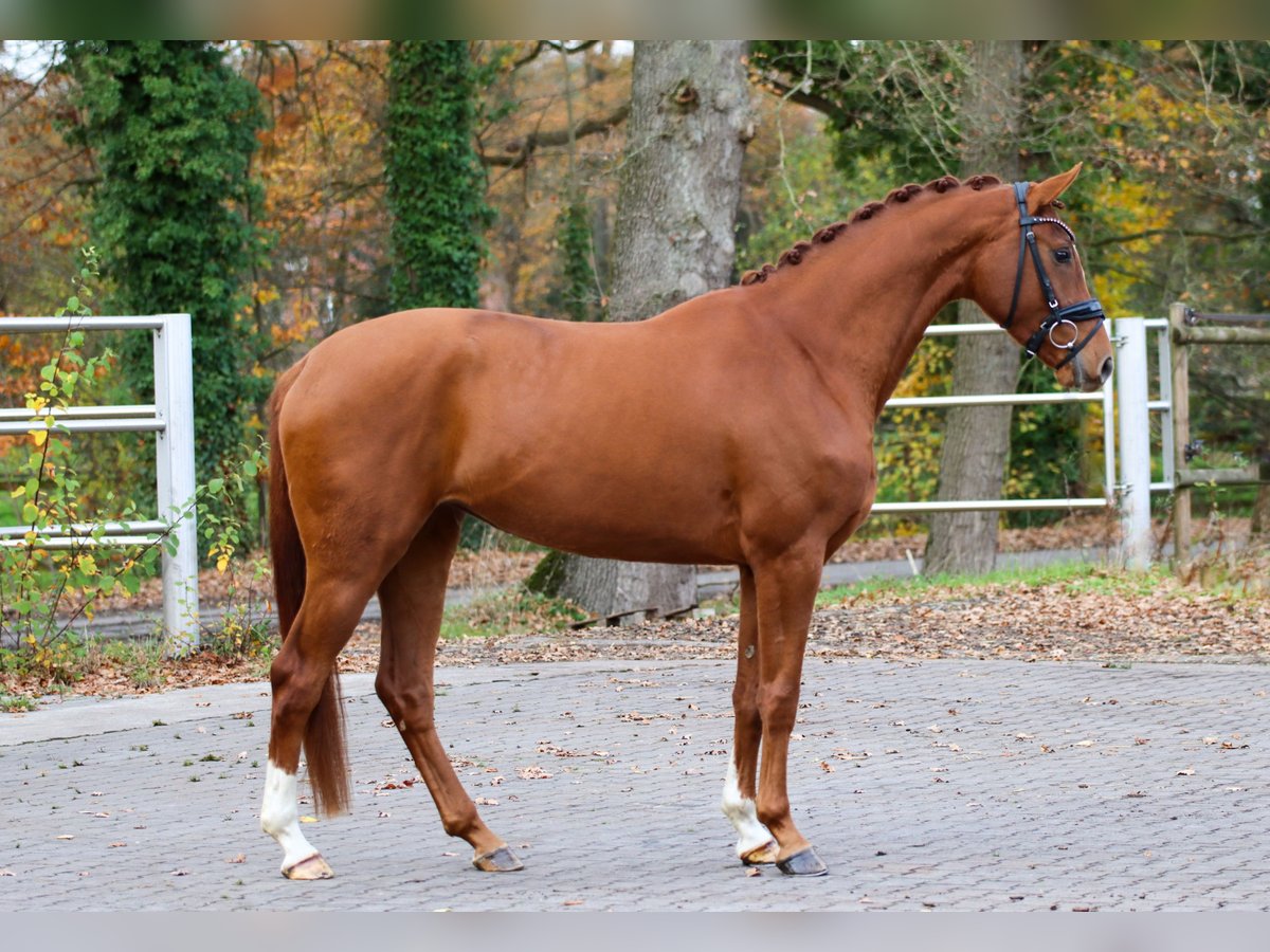 KWPN Mare 3 years 16 hh Chestnut-Red in Lienen