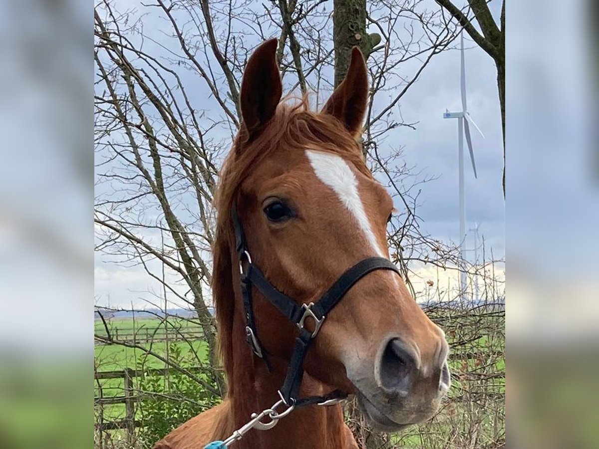 KWPN Mare 3 years 16 hh Chestnut-Red in Swifterbant