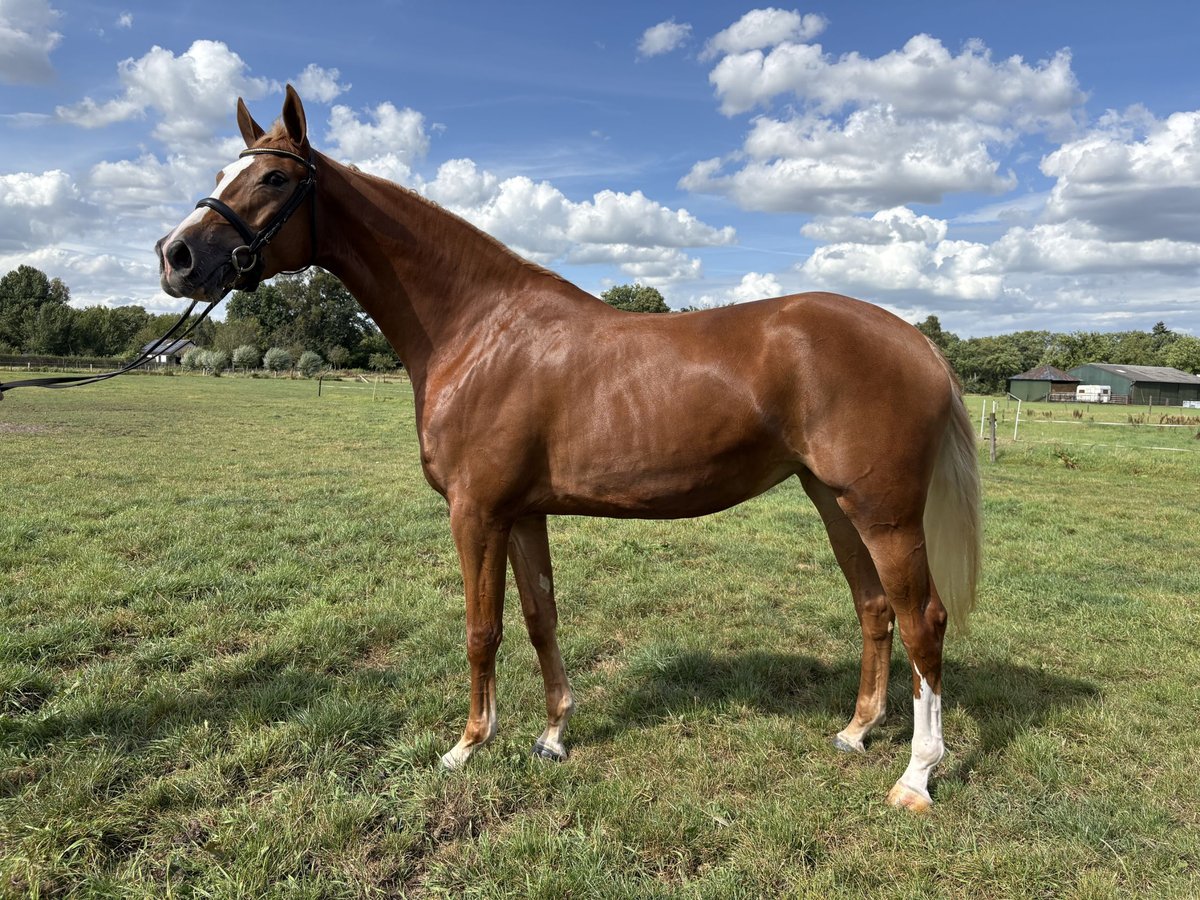 KWPN Mare 3 years 16 hh Chestnut-Red in Wapenveld
