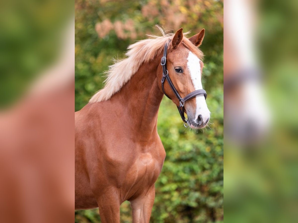 KWPN Mare 3 years 16 hh Chestnut-Red in Bladel