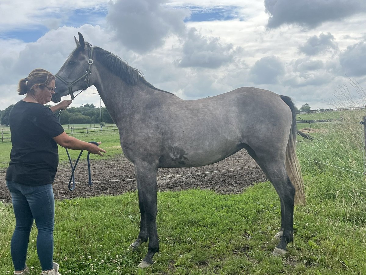 KWPN Mare 3 years 16 hh Grey in stokkum