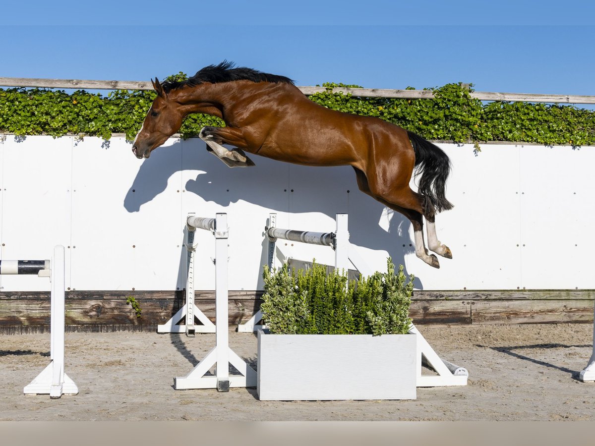 KWPN Mare 3 years 16 hh in Waddinxveen