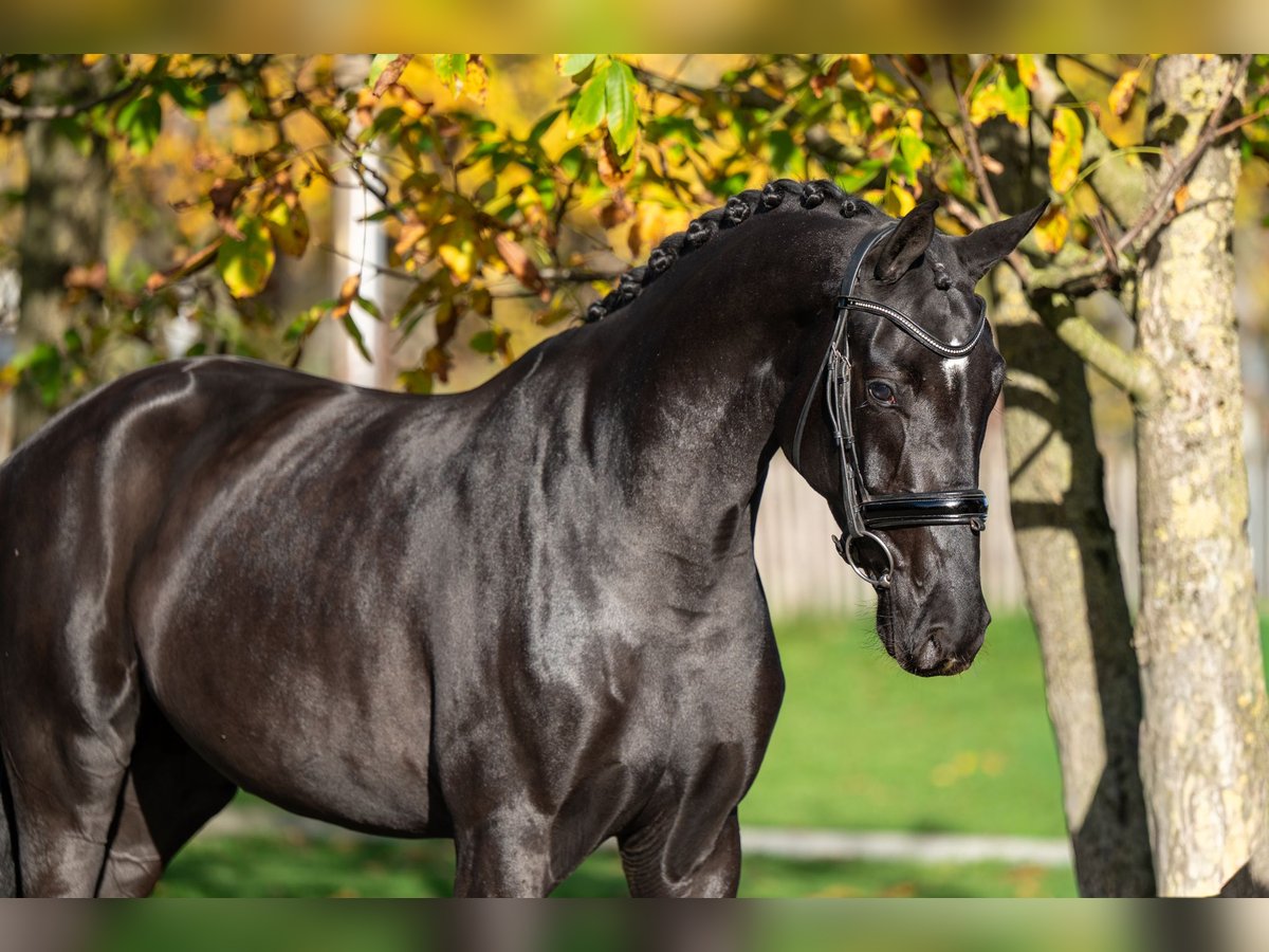 KWPN Mare 3 years 16 hh Smoky-Black in GROTE-BROGEL