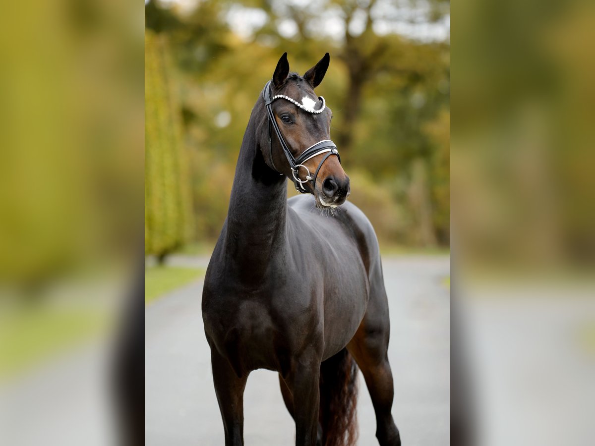 KWPN Mare 3 years 16 hh Smoky-Black in Steinfurt