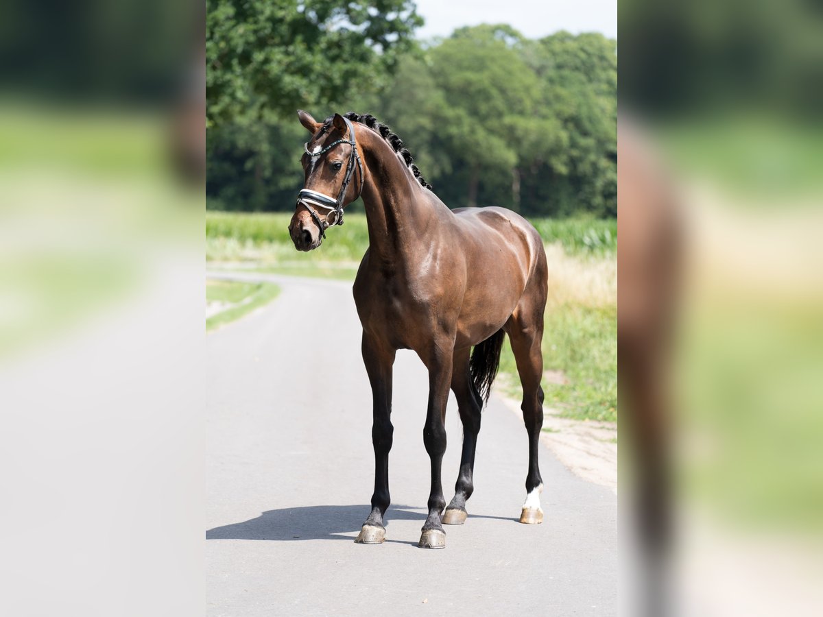 KWPN Mare 3 years 16,1 hh Brown in Oosterhout