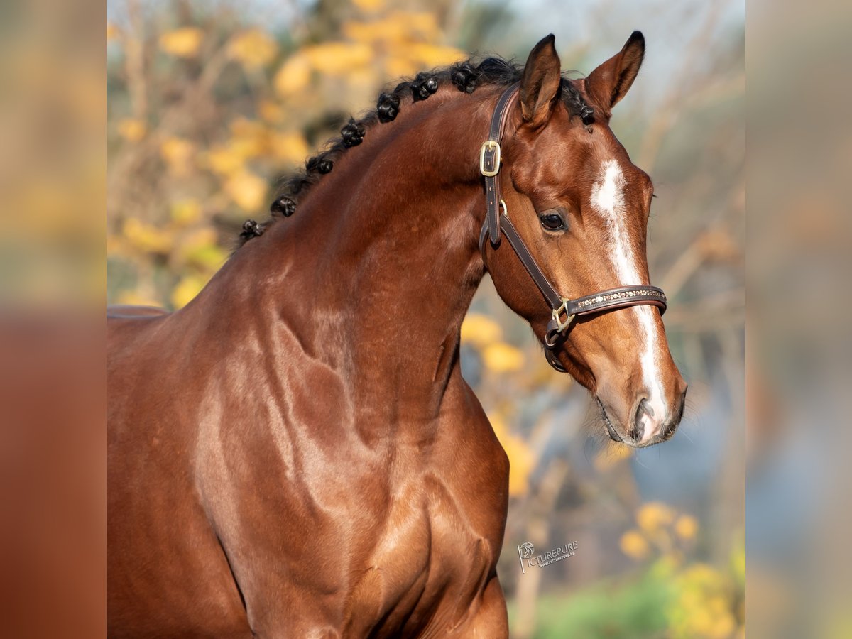 KWPN Mare 3 years 16,1 hh Brown in Peer