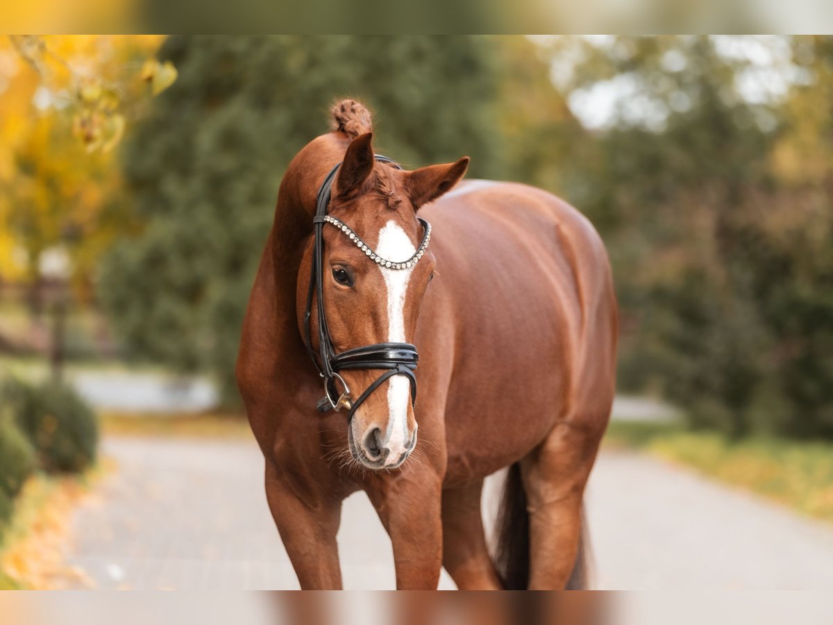 KWPN Mare 3 years 16,1 hh Chestnut-Red in Lippetal