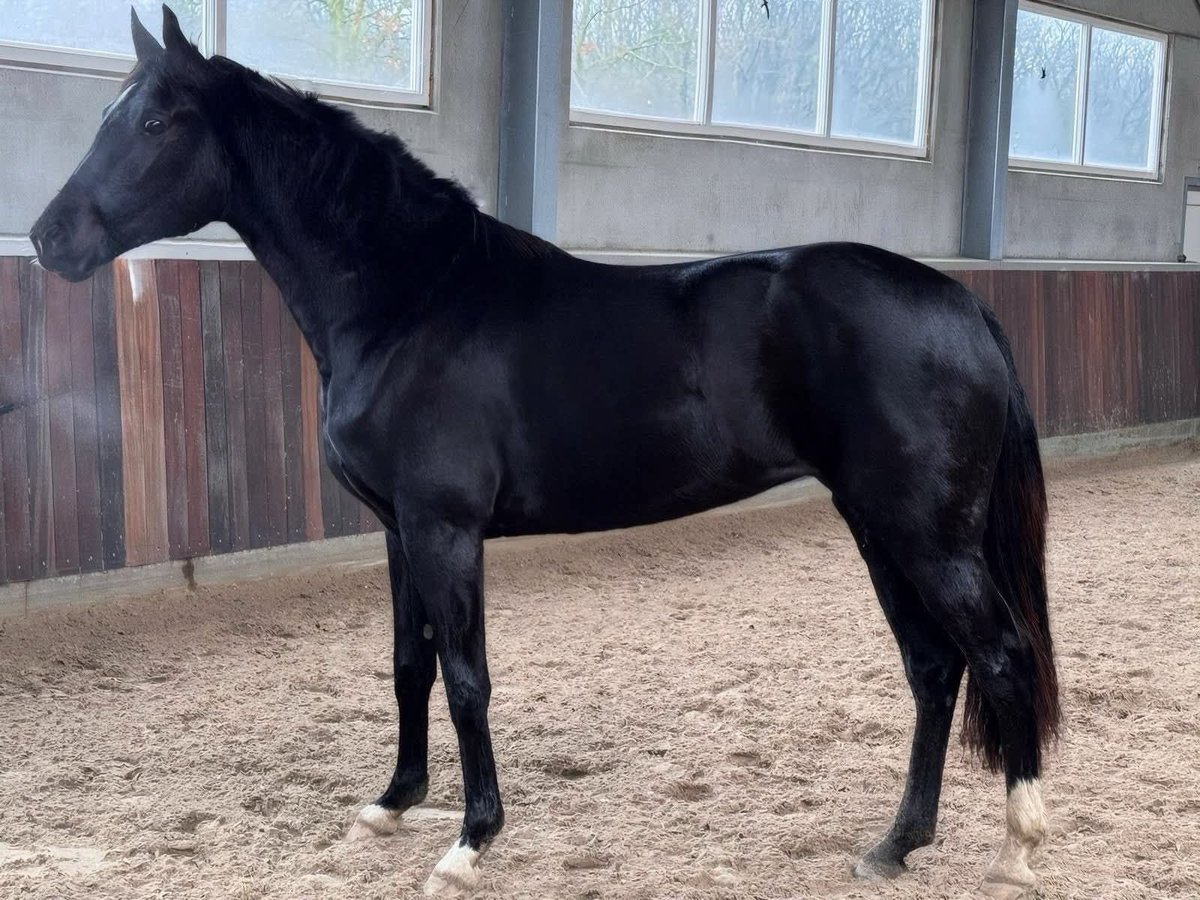 KWPN Mare 3 years 16,1 hh Smoky-Black in M&#xFC;nchen