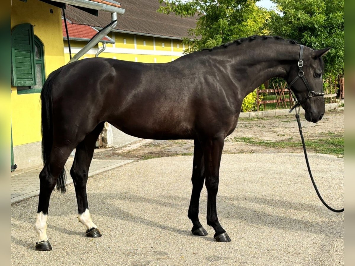 KWPN Mare 3 years 16,2 hh Black in Murska Soboda