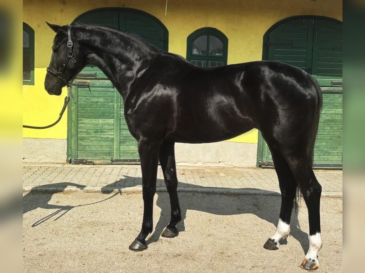 KWPN Mare 3 years 16,2 hh Black in Murska Soboda