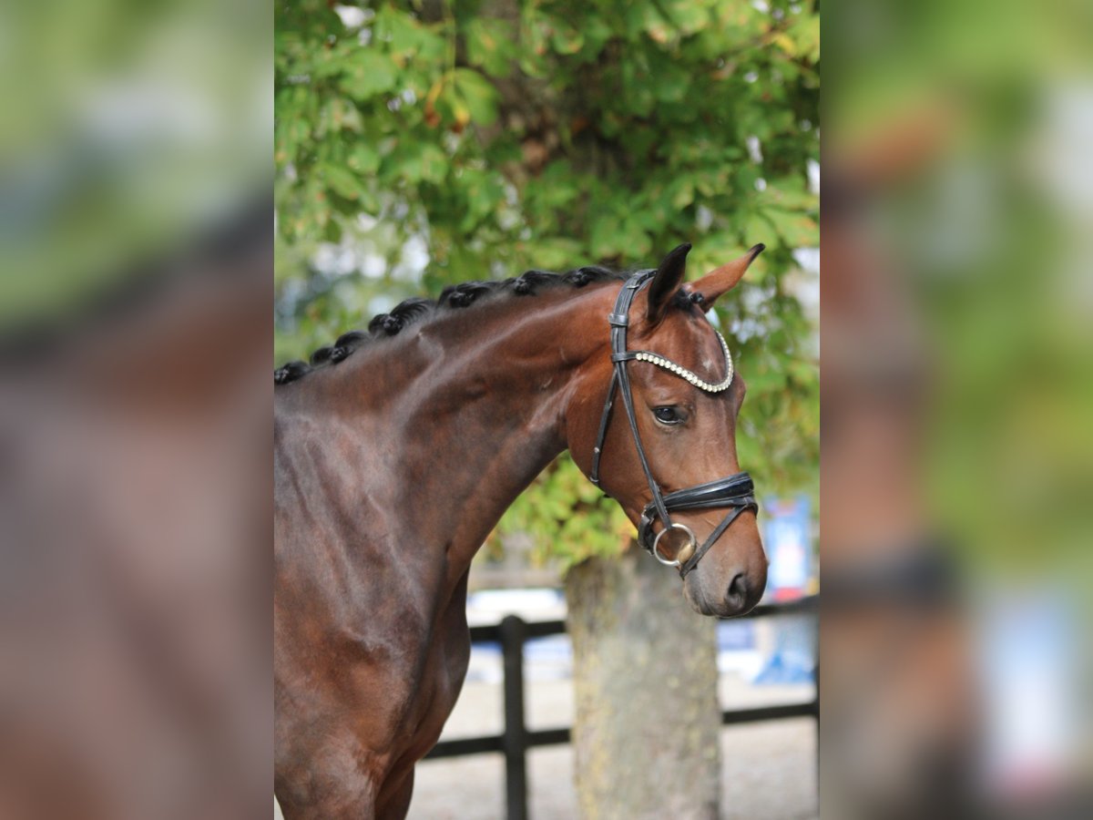KWPN Mare 3 years 16,2 hh Brown in Xanten