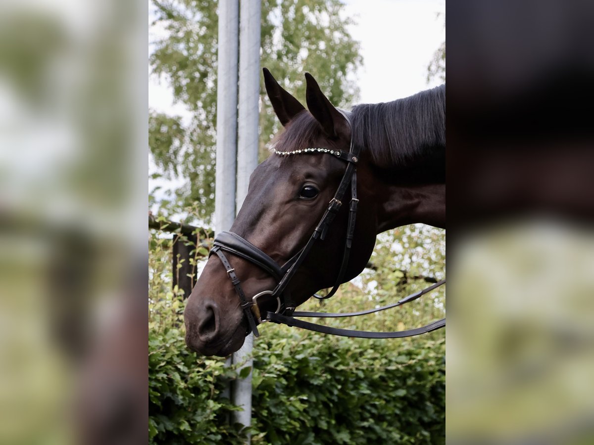 KWPN Mare 3 years 16,3 hh Bay-Dark in de Wijk