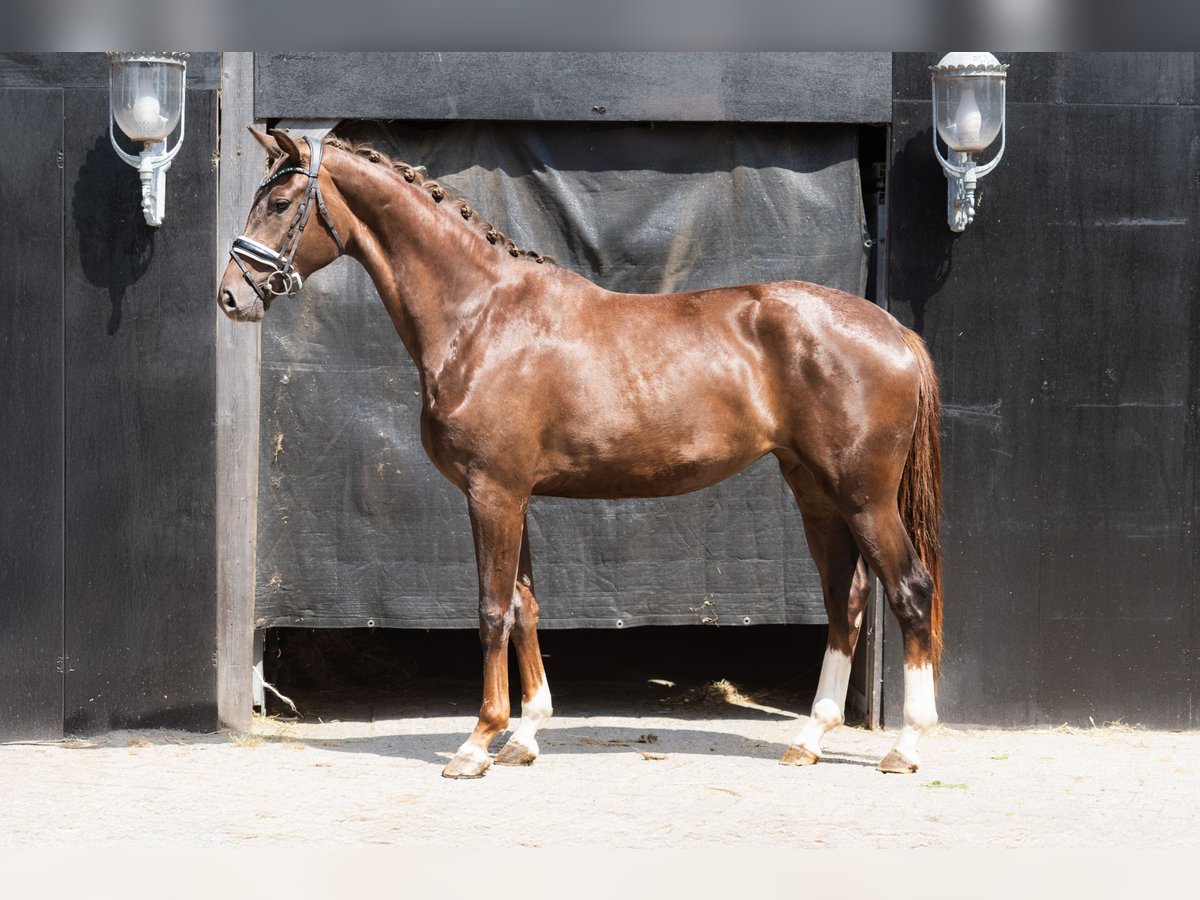 KWPN Mare 3 years 16,3 hh Chestnut in Oosterhout