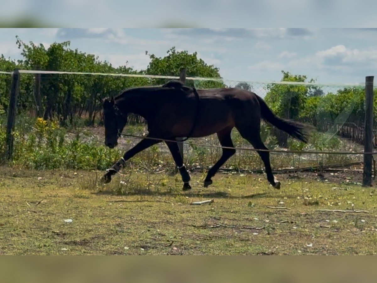 KWPN Mare 3 years 17 hh Bay-Dark in B&#xF3;csa